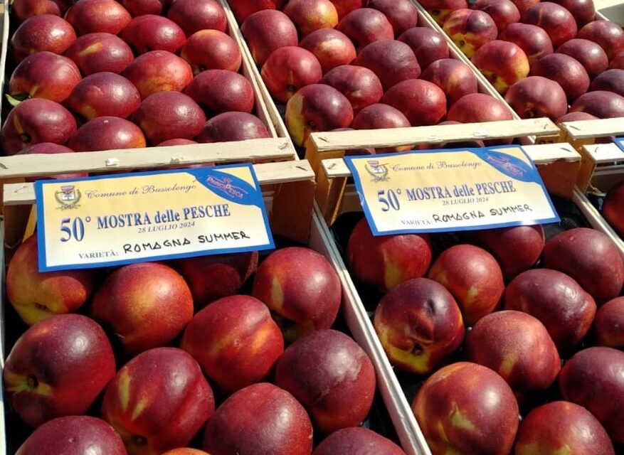 Bussolengo e Pescantina unite dalla pesca: domani la Mostra sul ponte sull’Adige