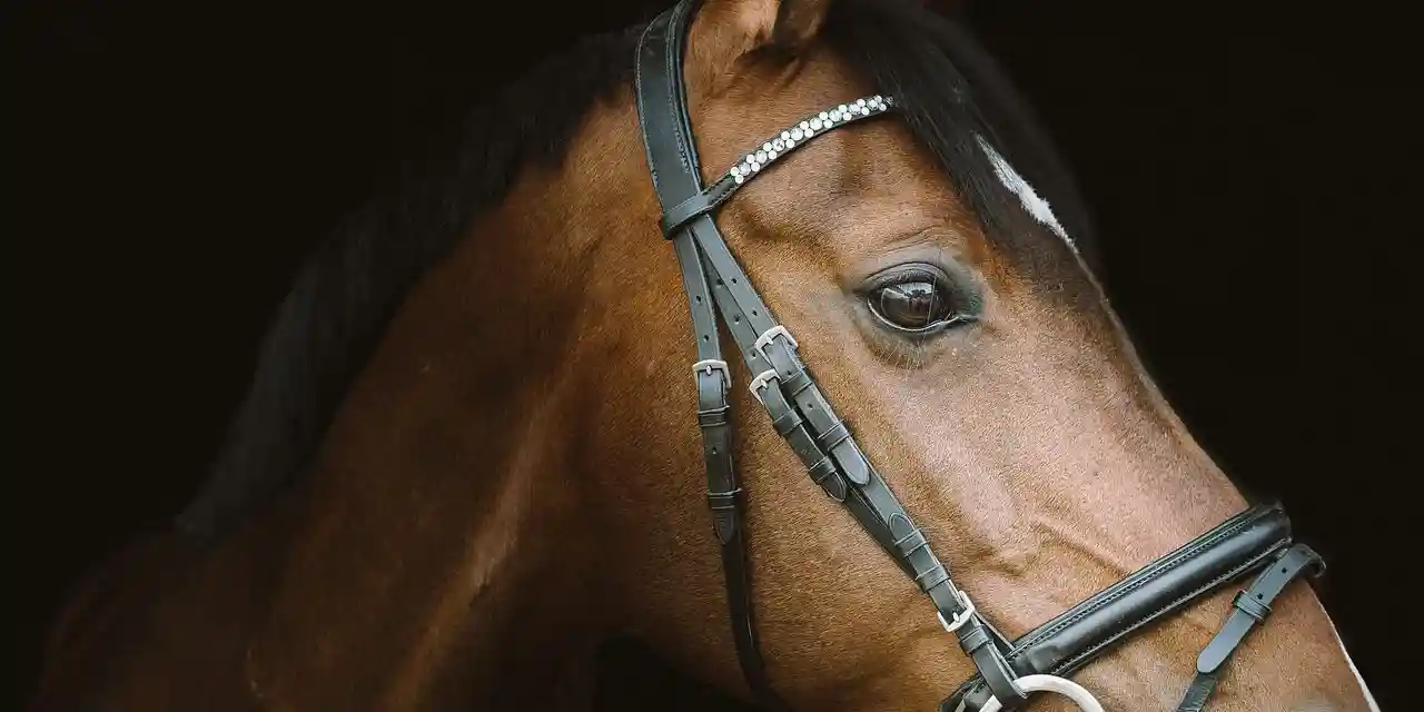 Sommacampagna. Il ministro inaugura la rassegna di Cavalli Haflinger
