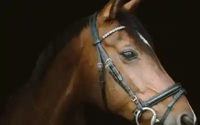 Sommacampagna. Il ministro inaugura la rassegna di Cavalli Haflinger