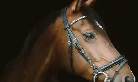 Sommacampagna. Il ministro inaugura la rassegna di Cavalli Haflinger