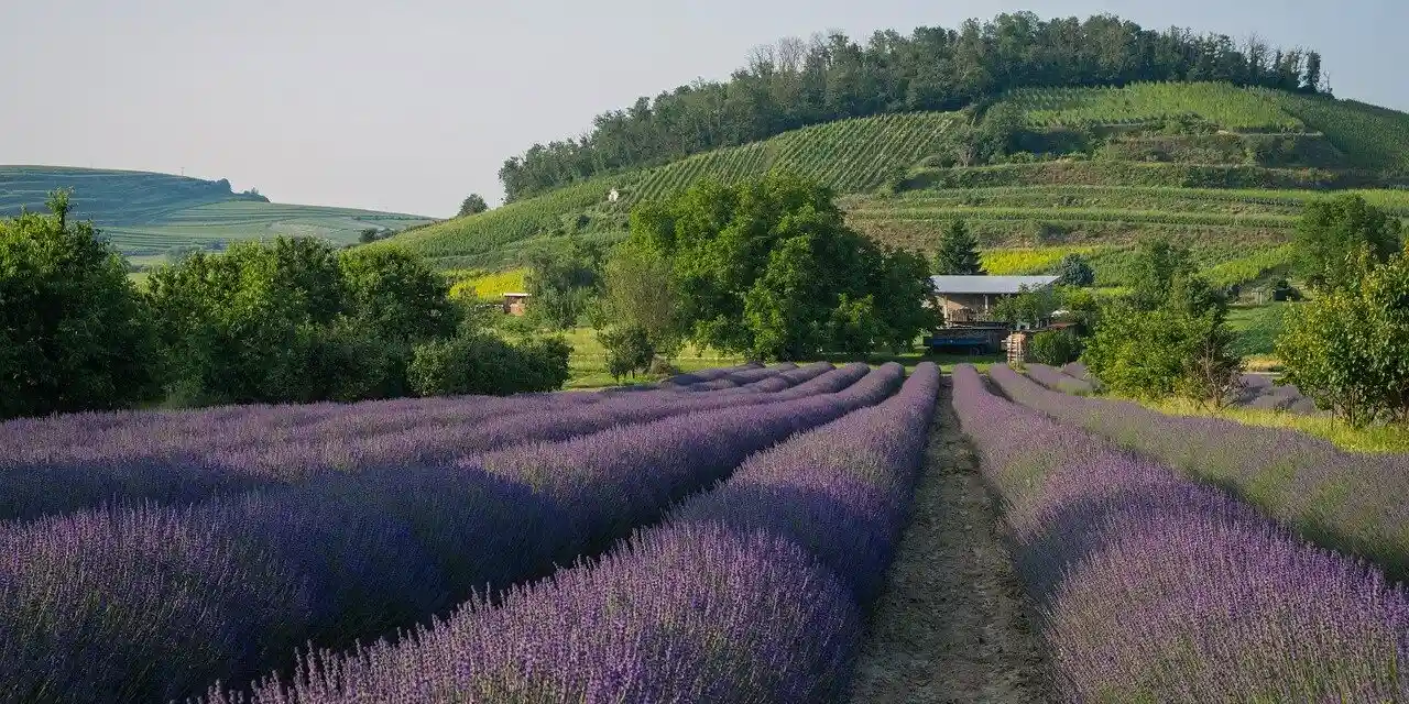 Agricoltori esasperati. Agea ritarda i pagamenti anche di 1 anno