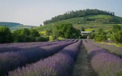 Avepa inizia subito a erogare i pagamenti agli agricoltori