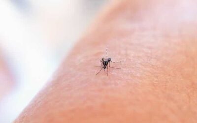 Aumentano le vittime del virus West Nile