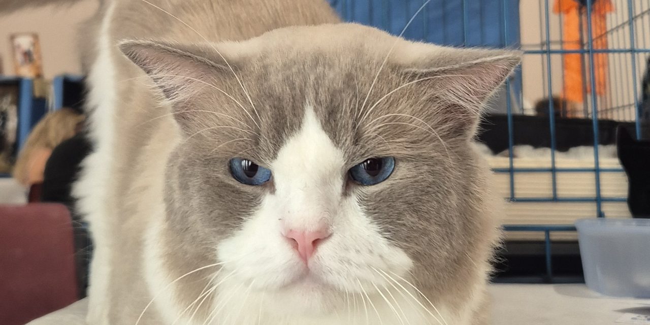 Inaugurata l’Esposizione Internazionale Felina