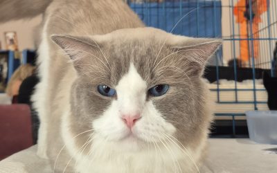 Peritonite felina. Il Ministero autorizza salvavita per i gatti