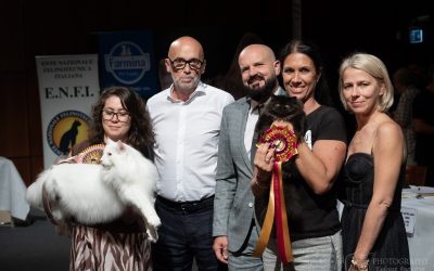 Miracle, la gattina nera che conquista Verona: è lei la più bella del mondo felino