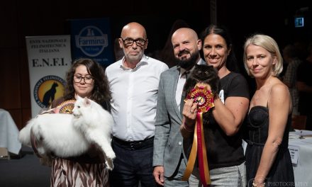 Miracle, la gattina nera che conquista Verona: è lei la più bella del mondo felino