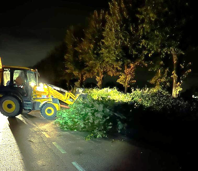 albero su strada Isola della Scala 1