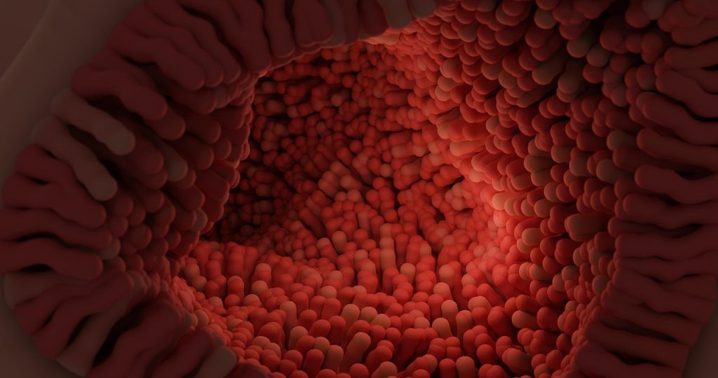 intestinal villi 7181117 1280