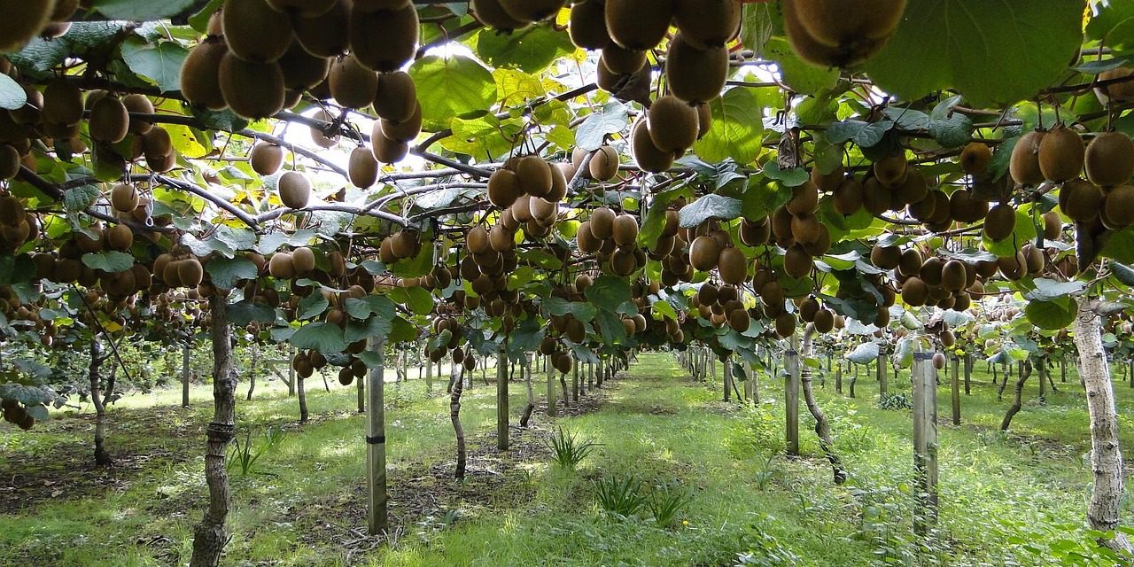 Scoperto l’effetto antidepressivo del kiwi