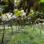 Corso di formazione su pesco e kiwi organizzato dalla Fondazione Prodotti Agricoli di Bussolengo e Pescantina