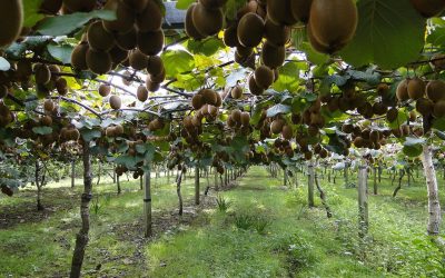 Scoperto l’effetto antidepressivo del kiwi