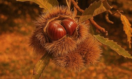 Piccole DOP alimentari e grandi sfide