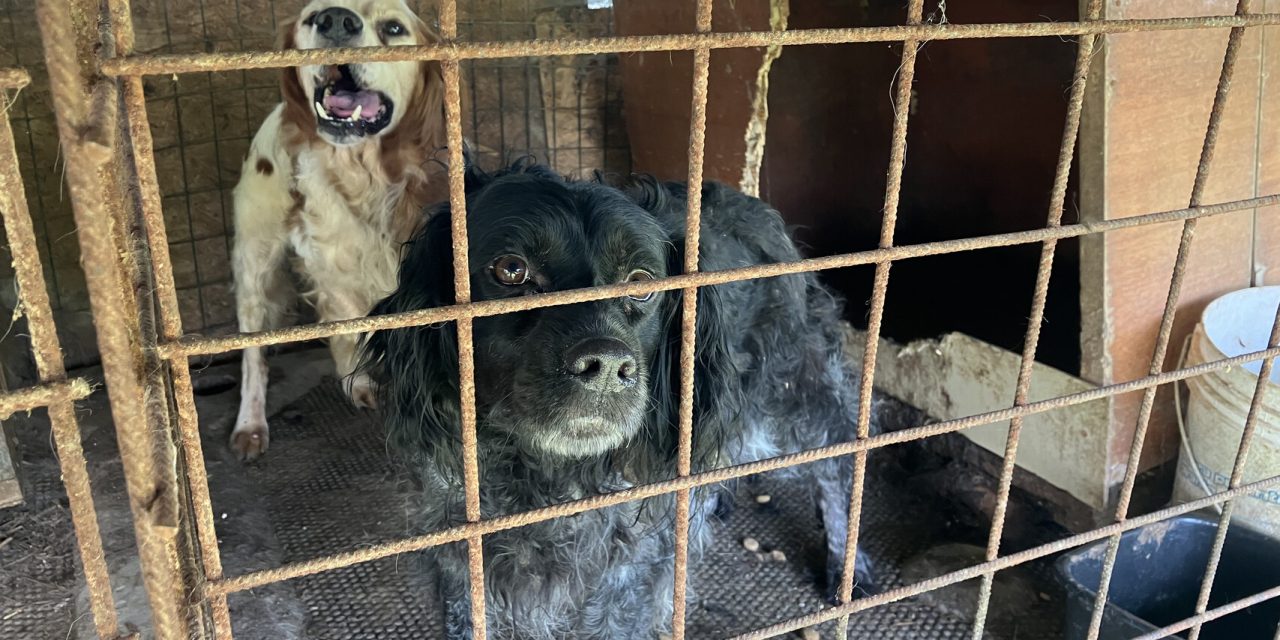 LAV denuncia il maltrattamento dei cani da caccia