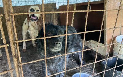 LAV denuncia il maltrattamento dei cani da caccia