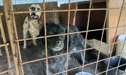 LAV denuncia il maltrattamento dei cani da caccia
