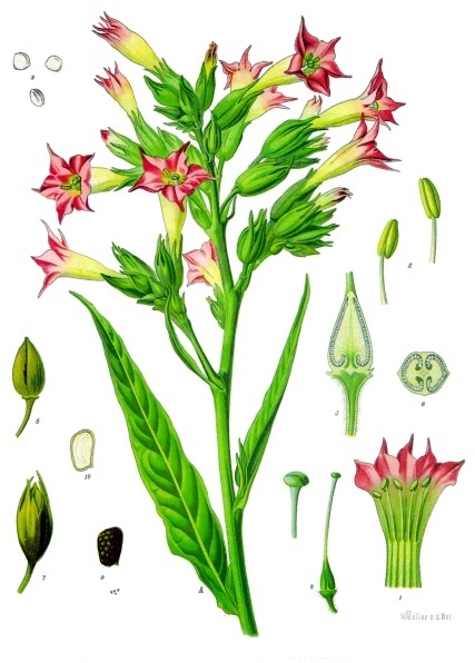 Nicotiana tabacum Kohler–s Medizinal Pflanzen 098