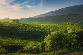 Verona chiama il mondo del vino a raccolta 1 Unknown 7