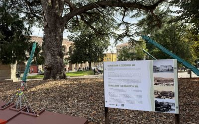 Cedro di piazza Bra: completati gli interventi di messa in sicurezza. L’albero è stabile e torna a raccontare la sua storia