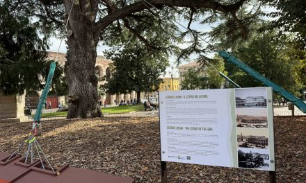 Cedro di piazza Bra: completati gli interventi di messa in sicurezza. L’albero è stabile e torna a raccontare la sua storia