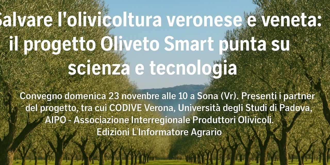 Oliveto Smart: scienza e tecnologia per il futuro dell’olivicoltura veneta