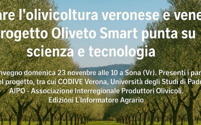 Oliveto Smart: scienza e tecnologia per il futuro dell’olivicoltura veneta