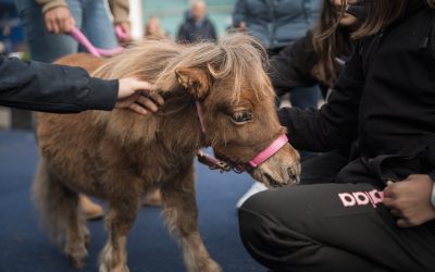 Fieracavalli 2025, Verona torna capitale mondiale del cavallo