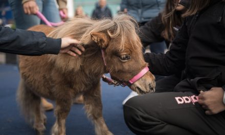 Fieracavalli 2025, Verona torna capitale mondiale del cavallo