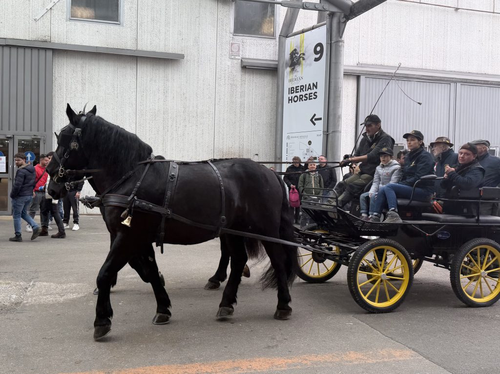 Fieracavalli chiude con oltre 140mila visitatori 3 IMG 0092