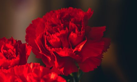 Incidente chiuso. Ma l’affaire Garofani lascia il segno