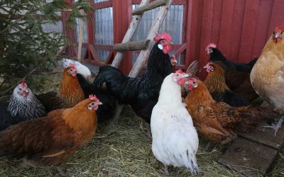 Influenza aviaria H5n5. Un morto negli Usa da pollame infetto