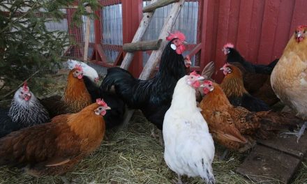 Influenza aviaria H5n5. Un morto negli Usa da pollame infetto