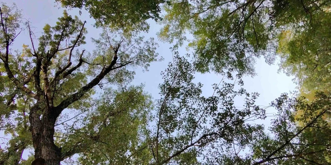 Alberature cittadine: prosegue il monitoraggio sullo stato di salute degli alberi