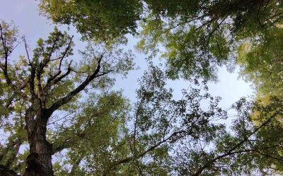 Alberature cittadine: prosegue il monitoraggio sullo stato di salute degli alberi