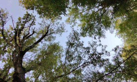 Alberature cittadine: prosegue il monitoraggio sullo stato di salute degli alberi