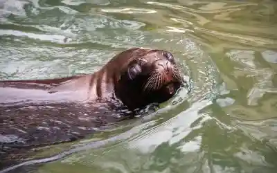 Liberato Saylor il leone marino sequestrato a Verona