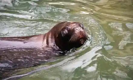 Liberato Saylor il leone marino sequestrato a Verona