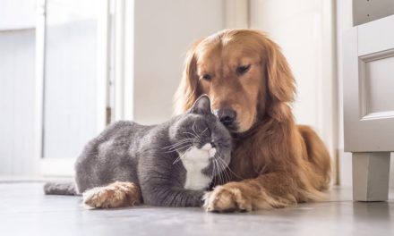 Tortura animale online, l’orrore che corre sui canali Telegram