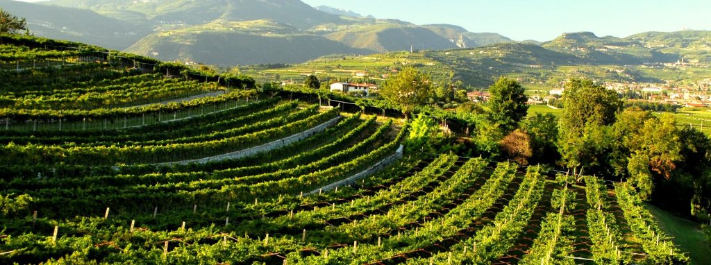 L'arte incontra il vino nel cuore di Verona con "Biscardo for arts" 3 La Valpolicella è essa stessa la rappresentazione di come a Verona vino e arte (e natura) possano sentirsi a casa.