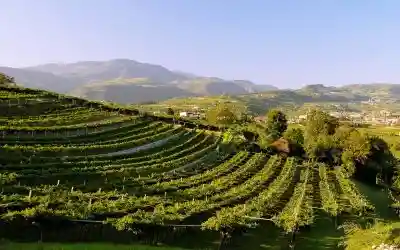 Bozza. Candidatura Unesco Valpolicella, sinergia tra Regione e Governo