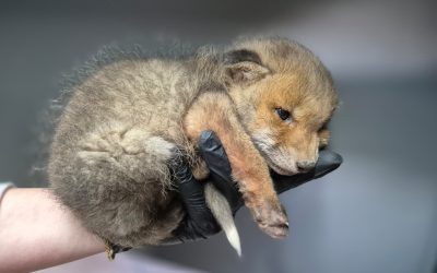 I volontari del Centro recupero animali selvatici