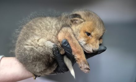 I  volontari del Centro recupero animali selvatici