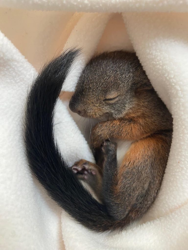 I volontari del Centro recupero animali selvatici 3 WhatsApp Image 2025 12 06 at 16.47.17