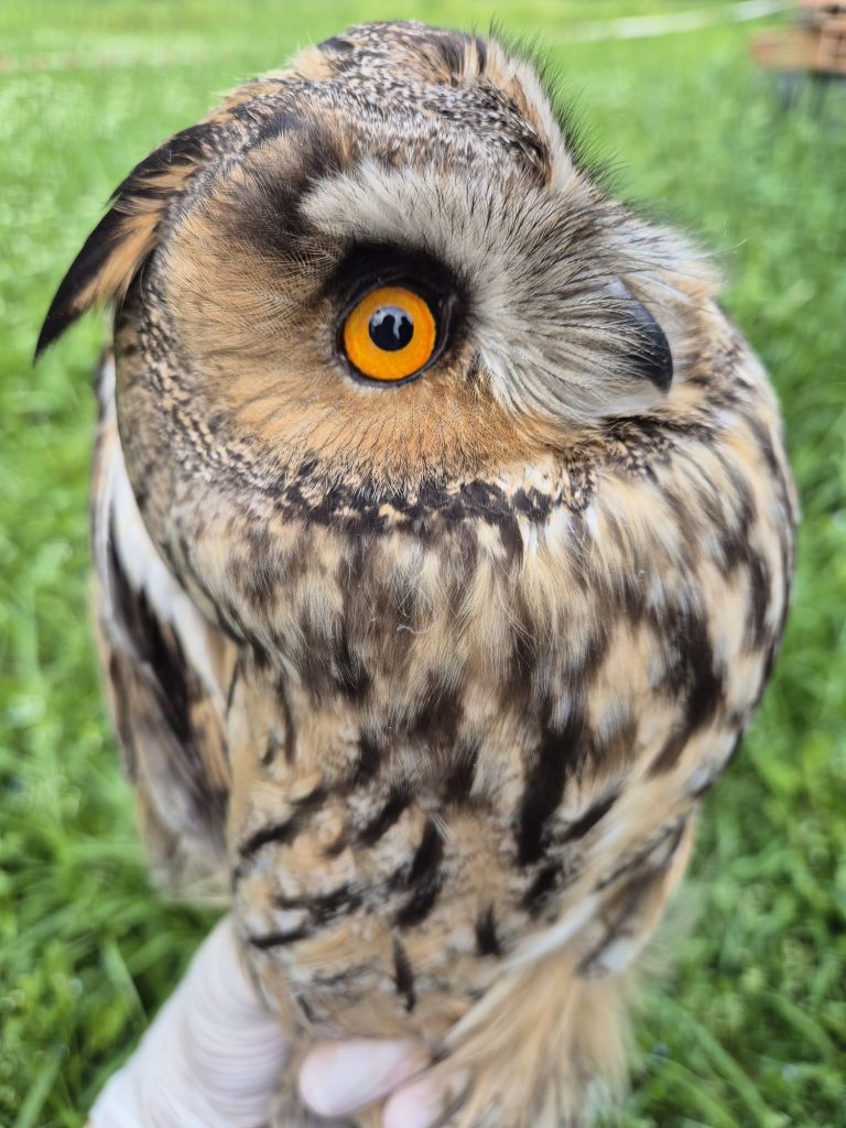 I volontari del Centro recupero animali selvatici 4 brbag