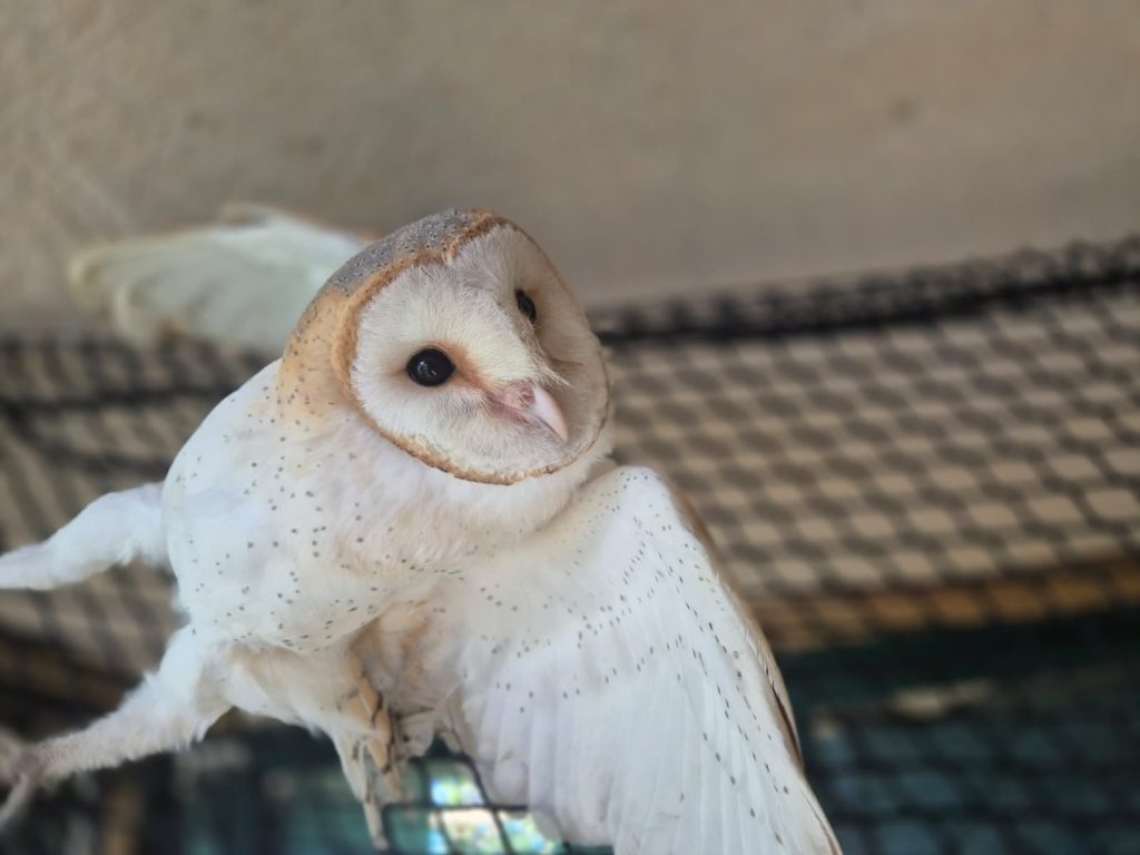 I volontari del Centro recupero animali selvatici 1 gufo