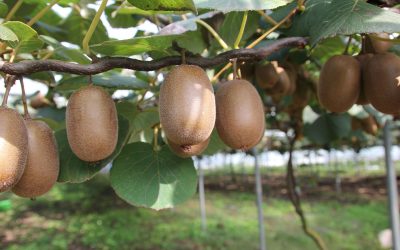Bussolengo. Convegno per guardare al futuro della coltura del Kiwi