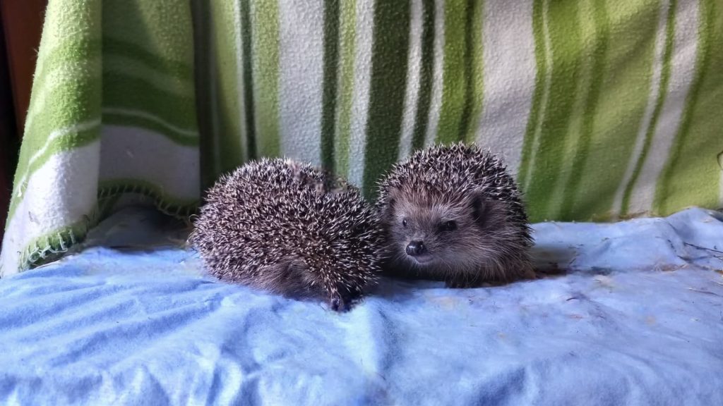 I volontari del Centro recupero animali selvatici 2 ricci.47.17