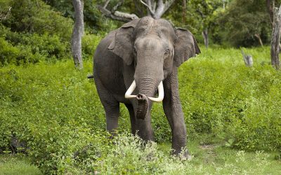 In India cercano un elefante assassino