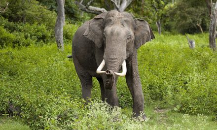 In India cercano un elefante assassino