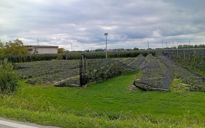 Codive Verona fa cassa: sbloccati i fondi per danni alle colture